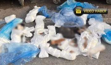 Allah sizi kahretsin: Poşetler içinde 33 ölü kedi bulundu!