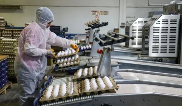 Avrupa'da kuş gribi krizi Türkiye'ye yaradı: Yumurta ihracatında rekor artış