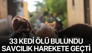 Çöp konteynerinde 33 ölü kedi tespit edildi: Soruşturma başlatıldı