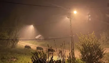 Devrekani’de gece saatlerinde panik! Domuz sürüsü ortaya çıktı