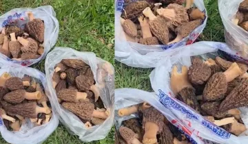 Hanönü’de kuzu göbeği bereketi
