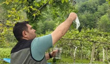 İnebolu’da kestane ağaçlarını koruyacak önemli adım
