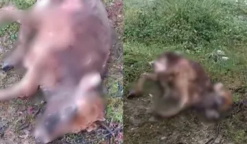 Kastamonu’da çevre alarmı: Gölete bırakılan hayvan leşleri tepki çekti