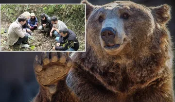 Kastamonu’da insan-bozayı çatışmasına çözüm aranıyor