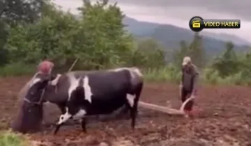 Kastamonu’da kara saban yeniden toprakla buluştu