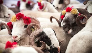 Kastamonu'da Kurban Bayramı öncesi önemli uyarı!