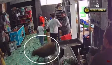 Kastamonu’da kurbanlık kaçtı, markete sığındı: O anlar kamerada