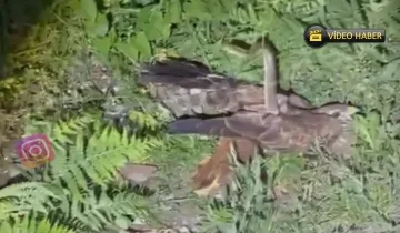 Kastamonu’da nefes kesen anlar: Yılan ile şahin karşı karşıya geldi