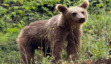 Kastamonu'da onlar artık her yerde: Görenler büyük heyecan yaşıyor