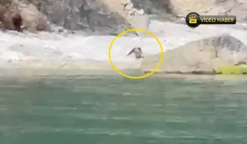 Kastamonu’da sahilde misafir var: Sahile inen ayı balık avladı!