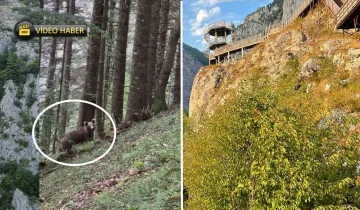 Kastamonu’da Valla Kanyonu’nda ayı paniği: Burun buruna geldiler!