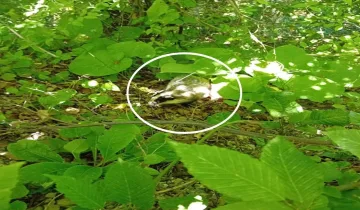 Kastamonu’da yakalandı: Nadir görülen 'Avrupa Porsuğu' kamerada