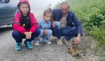Kastamonu’da yürek ısıtan kurtarma: Yavru karaca tedaviye alındı
