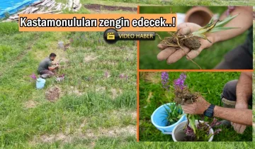 Kastamonuluları zengin edecek: Fiyat 13 bin TL’ye ulaştı