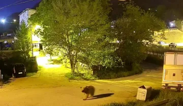Mahalleye indi, sakin sakin dolaştı! Dev ayı gece kamerasında yakalandı