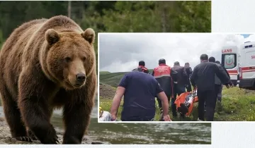 Mantar toplarken ayı saldırdı: Parmağı koptu!
