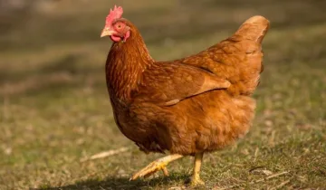 Sokak köpekleri 30 tavuğu telef etti!