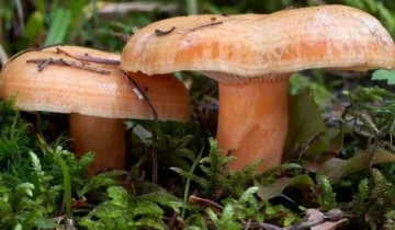 Son dakika! Kastamonu’da kanlıca mantarı sürprizi: Yeniden çıktı