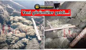 Taşköprü'de ahır faciası: Kadın göçükte kaldı, onlarca koyun telef oldu!