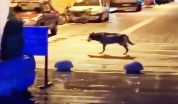 Taşköprü’de gizemli görüntü: Şehir merkezinde kurt iddiası gündem oldu