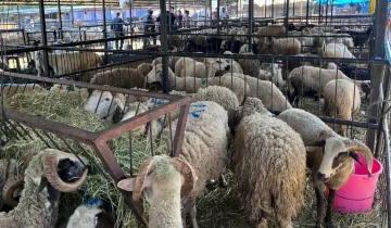 Taşköprü’de kurbanlık telaşı büyüdü: Hayvan pazarı ne zamana kadar açık?