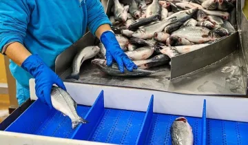 Türkiye’nin su ürünleri ihracatında rekor artış: 2,2 Milyar doları aştı