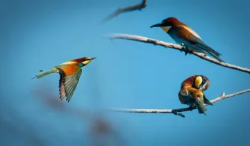 Türkiye’ye geldiler ama avlamak yasak! Cezası dudak uçuklattı