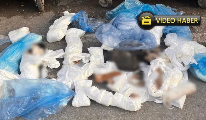 Allah sizi kahretsin: Poşetler içinde 33 ölü kedi bulundu!