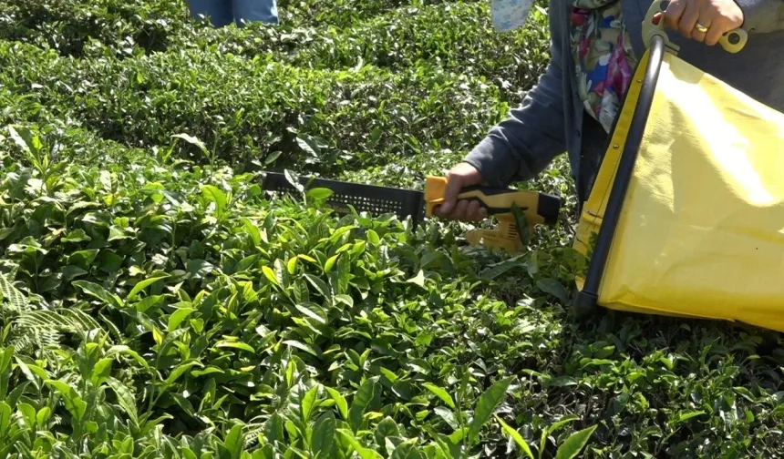 ÇAYKUR’dan üreticileri sevindiren haber: Alımlar devam ediyor