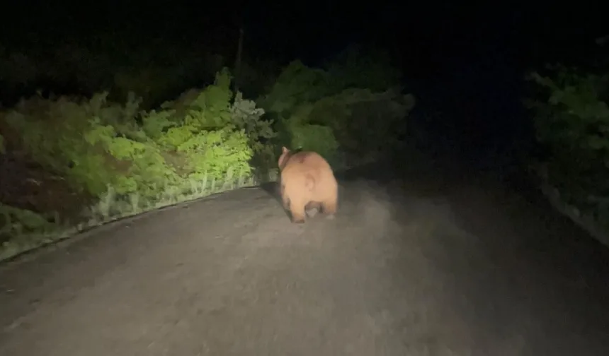 Gece yollarda şaşırtan görüntüler!