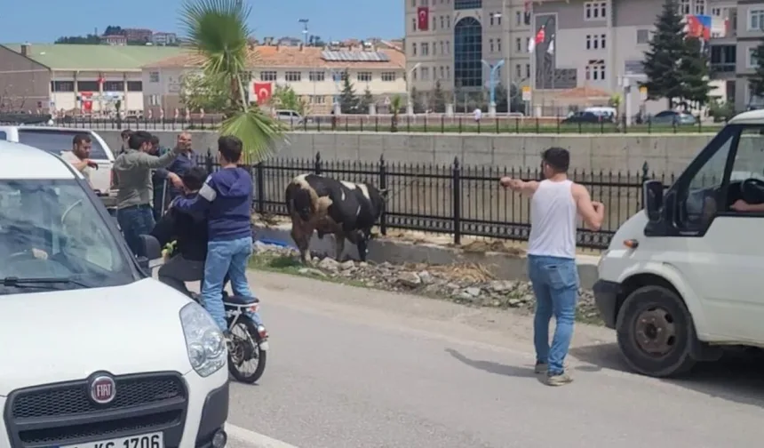 Kastamonu’da firar eden kurbanlık danadan yeni görüntüler geldi: Kaçamadı!