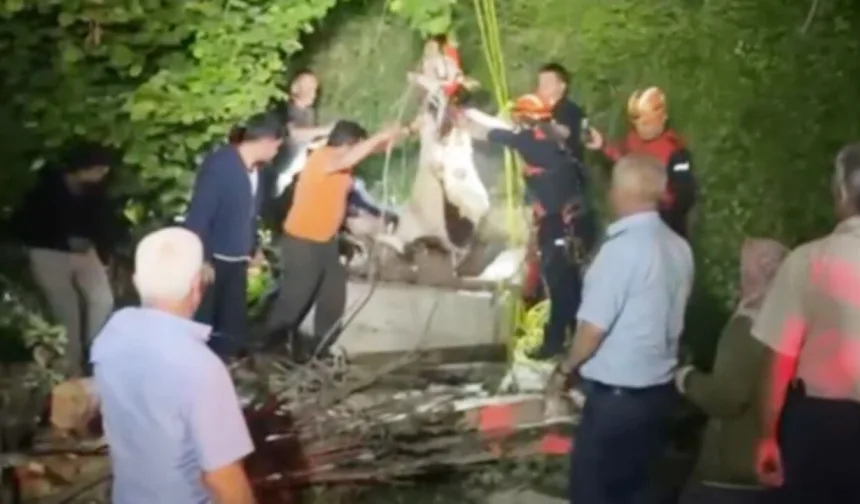 Kastamonu'da inek kurtarma operasyonu
