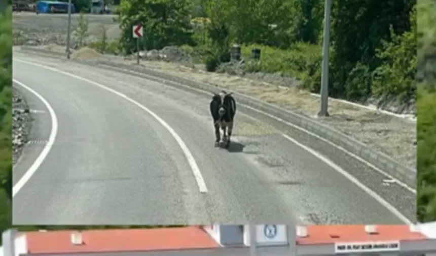 Kastamonu'da kurbanlık dana firar etti: Ortalığı bir birine kattı