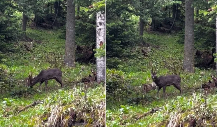 Kastamonu ormanlarında nadir görüntü!