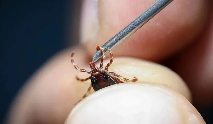 Kene ısırığı can aldı: 15 Yaşındaki çocuk hayatını kaybetti