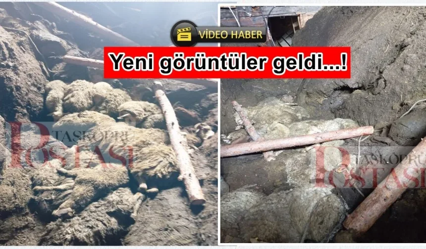 Taşköprü'de ahır faciası: Kadın göçükte kaldı, onlarca koyun telef oldu!
