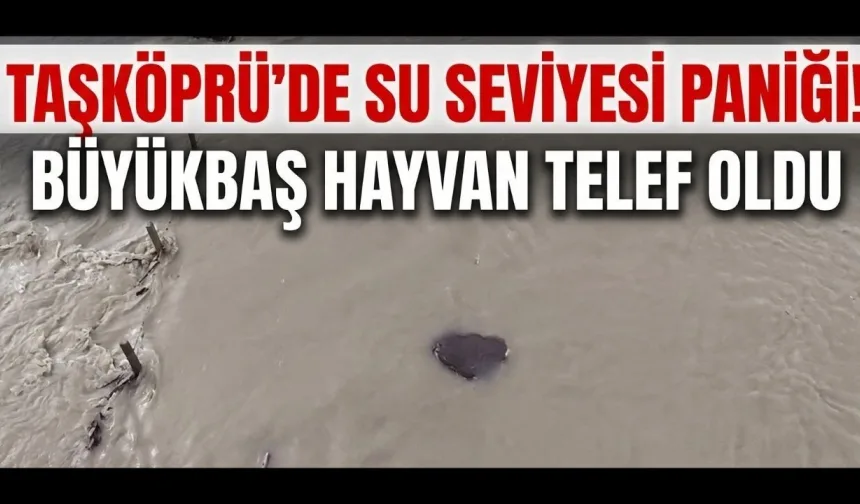 Taşköprü’de su seviyesi paniği! Büyükbaş hayvan telef oldu