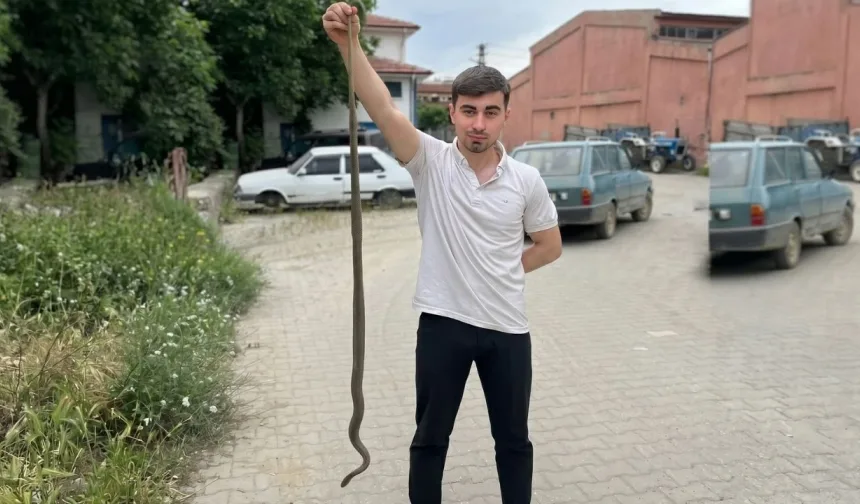 Taşköprü Sanayi Sitesi’nde şok görüntü! 1,5 metrelik yılan ortaya çıktı