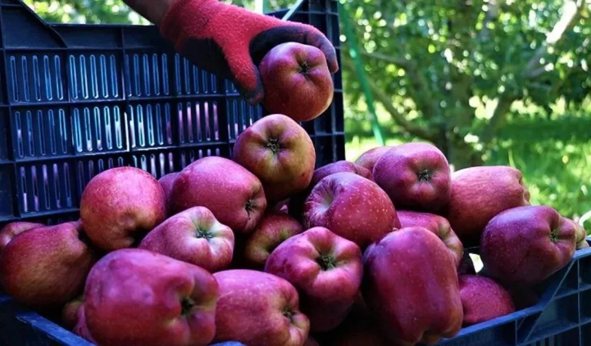 Uçurum büyüdü: Tarla ile market arasındaki fark yüzde 388