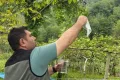 İnebolu’da kestane ağaçlarını koruyacak önemli adım