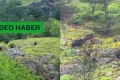 Kastamonu’da domuz sürüsü görüntülendi