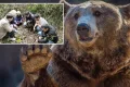 Kastamonu’da insan-bozayı çatışmasına çözüm aranıyor