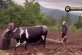 Kastamonu’da kara saban yeniden toprakla buluştu