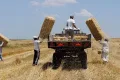 Saman fiyatları yarı yarıya düştü