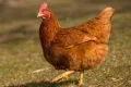 Sokak köpekleri 30 tavuğu telef etti!