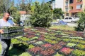 Taşköprü, 70 bin çiçekle rengarenk olacak